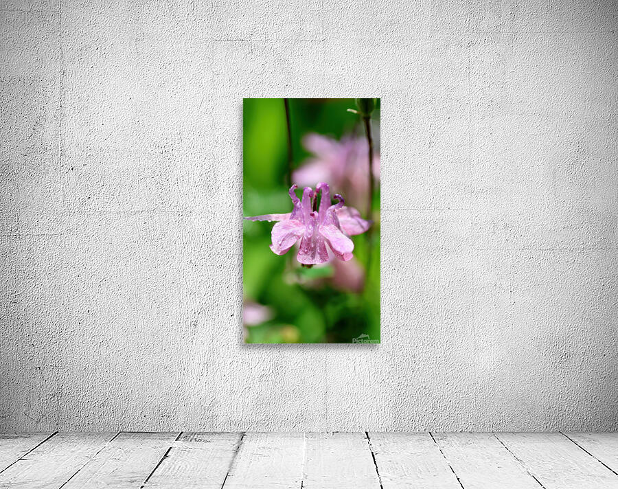 Akelei rose Wall Preview