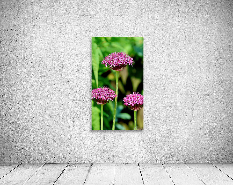 Pink alliums Wall Preview