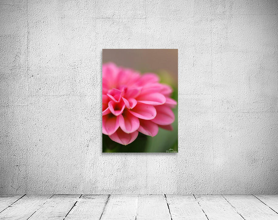 Pink dahlia close up Wall Preview
