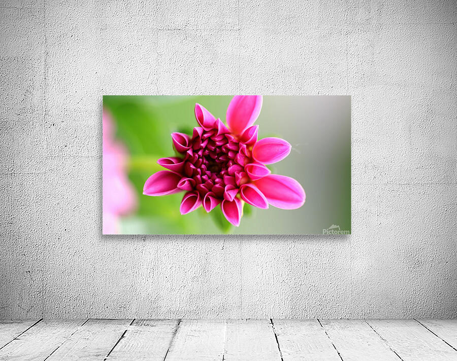 Young dahlia Wall Preview