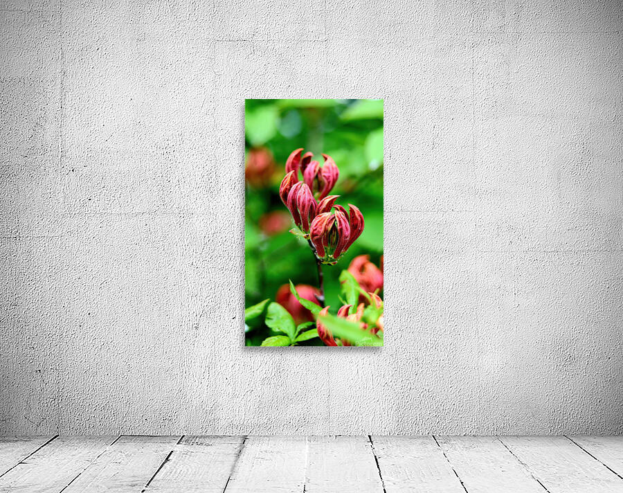 Red azalea Wall Preview