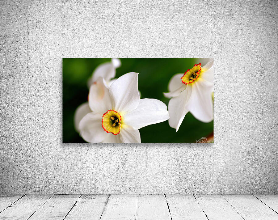 Narcissus Wall Preview