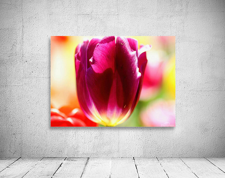 Colourful tulip Wall Preview