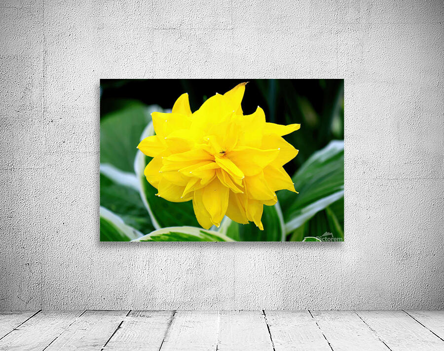 Yellow daffodil Wall Preview