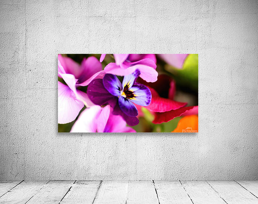 Colourful daisies Wall Preview
