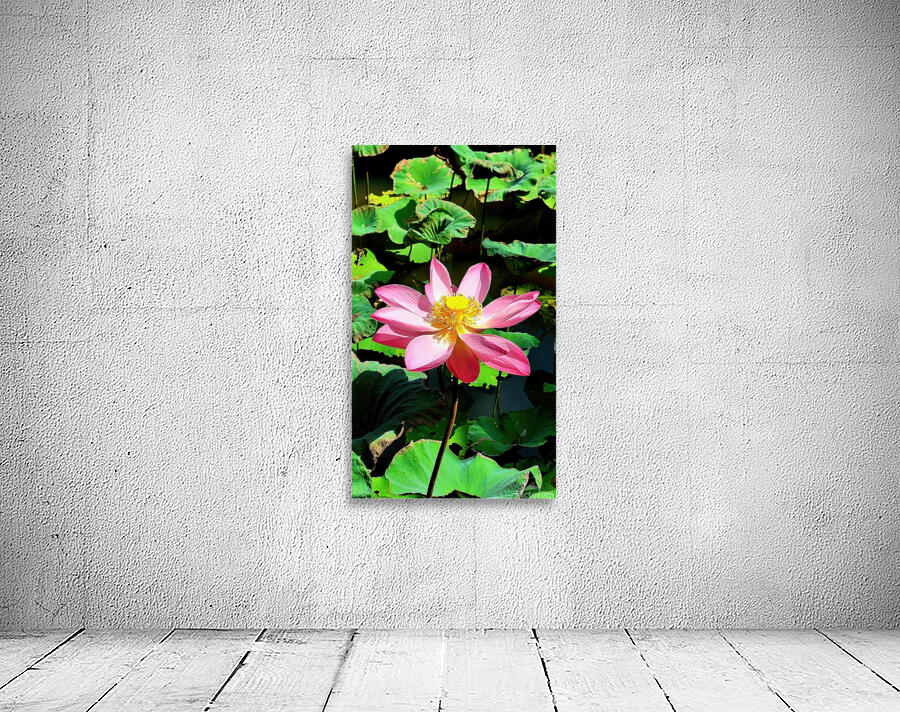 Indian lotus Wall Preview