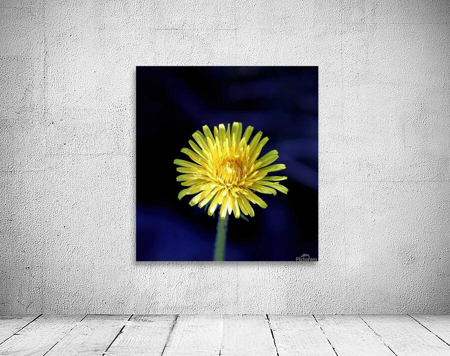 Dandelion Wall Preview