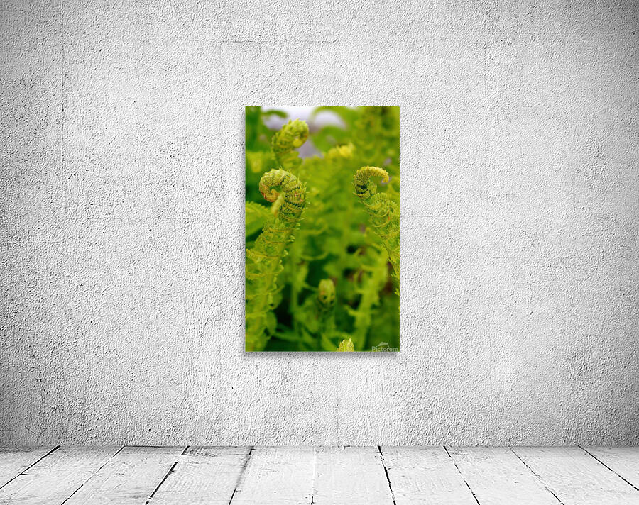 Ferns Wall Preview