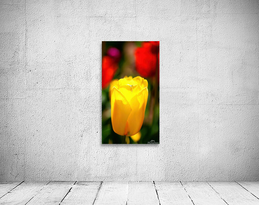 Yellow tulip Wall Preview