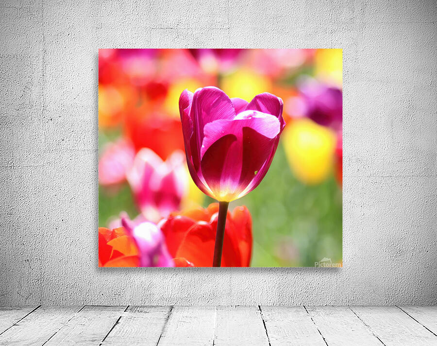 Red tulip Wall Preview