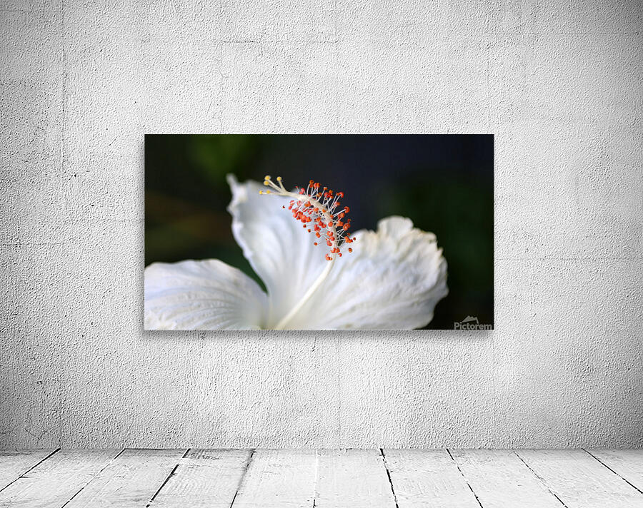 White hibiscus Wall Preview