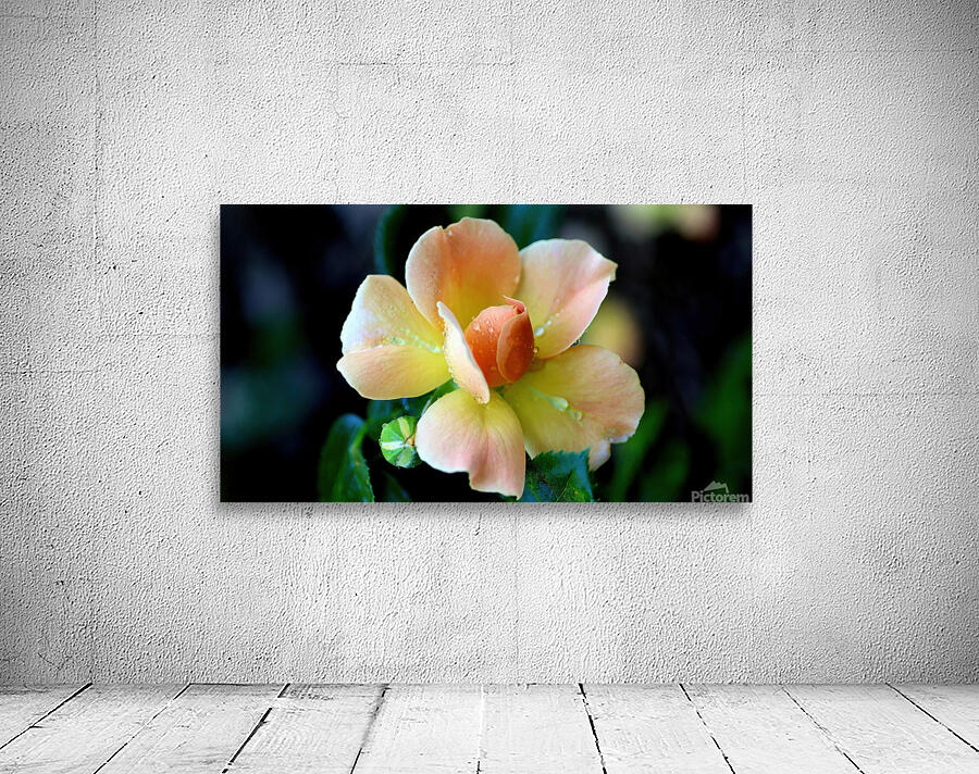 Sweetheart rose Wall Preview