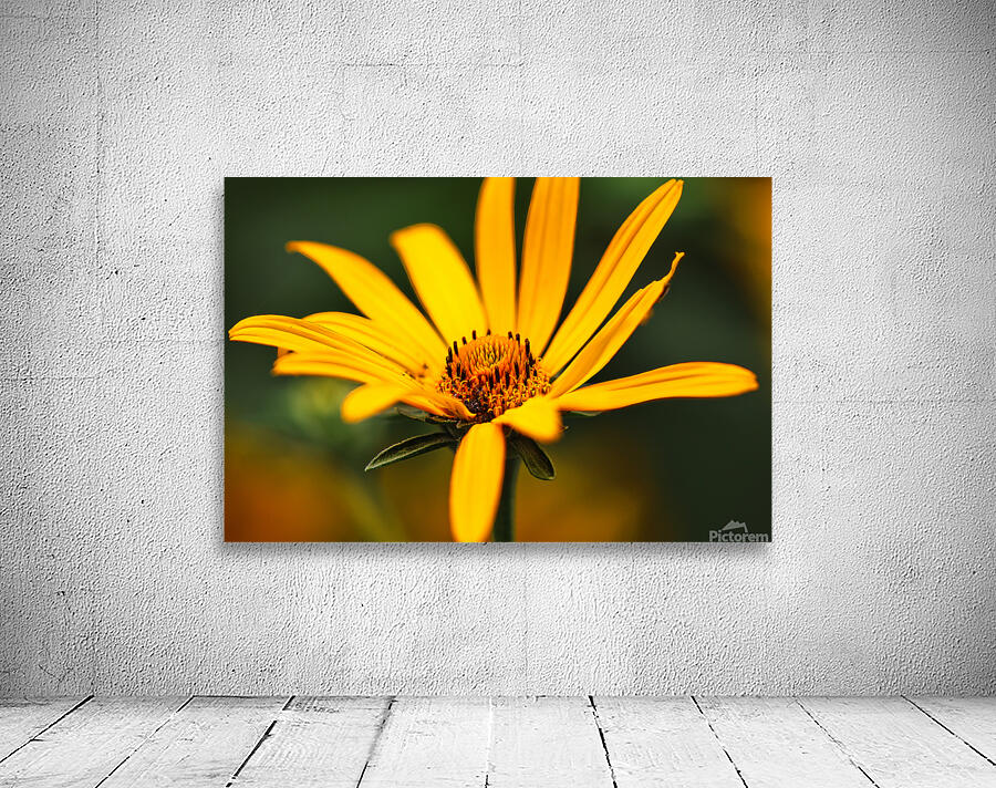 Bright yellow daisy Wall Preview