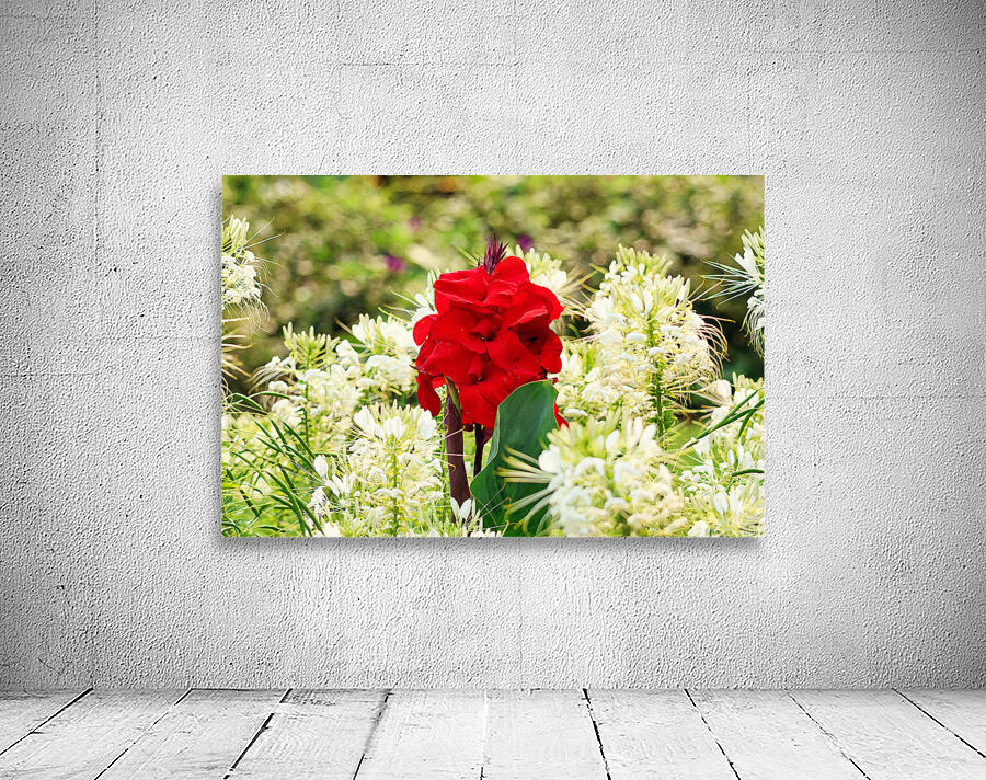 Red on white Wall Preview