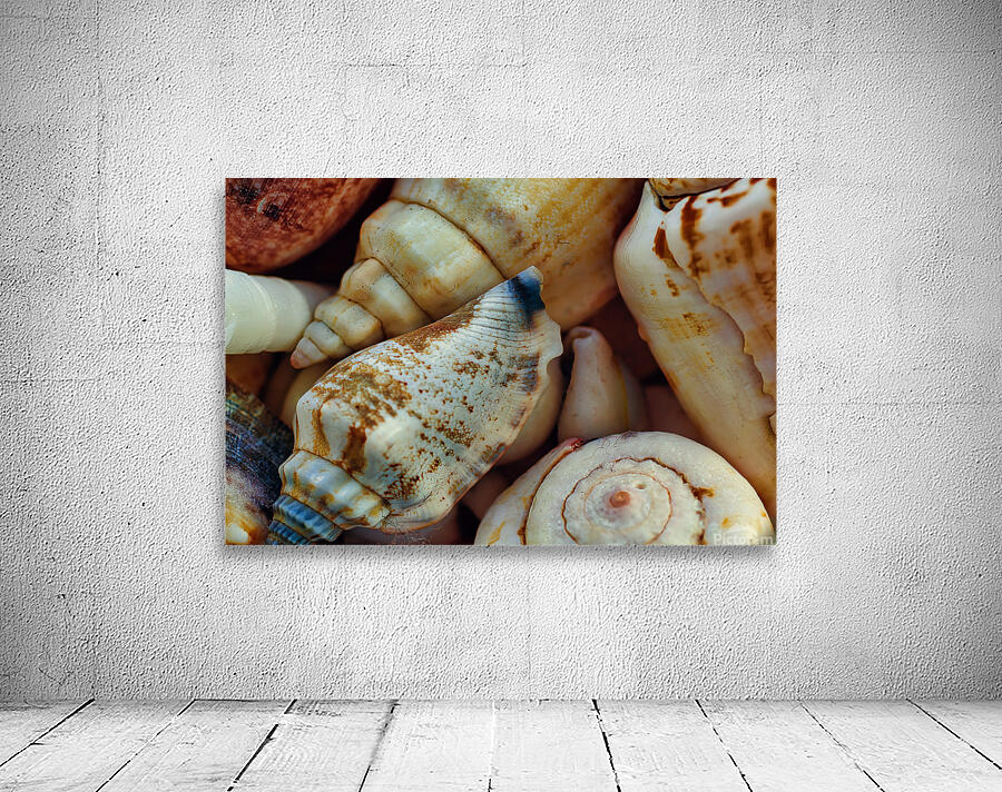 Tropical shells 2 Wall Preview