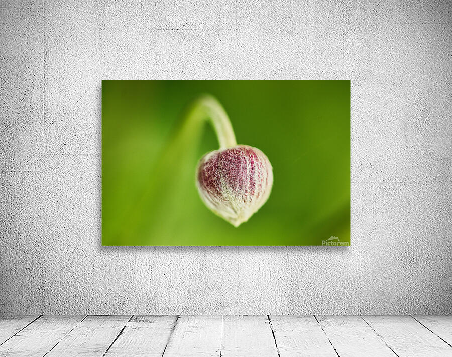 Red flower bud Wall Preview