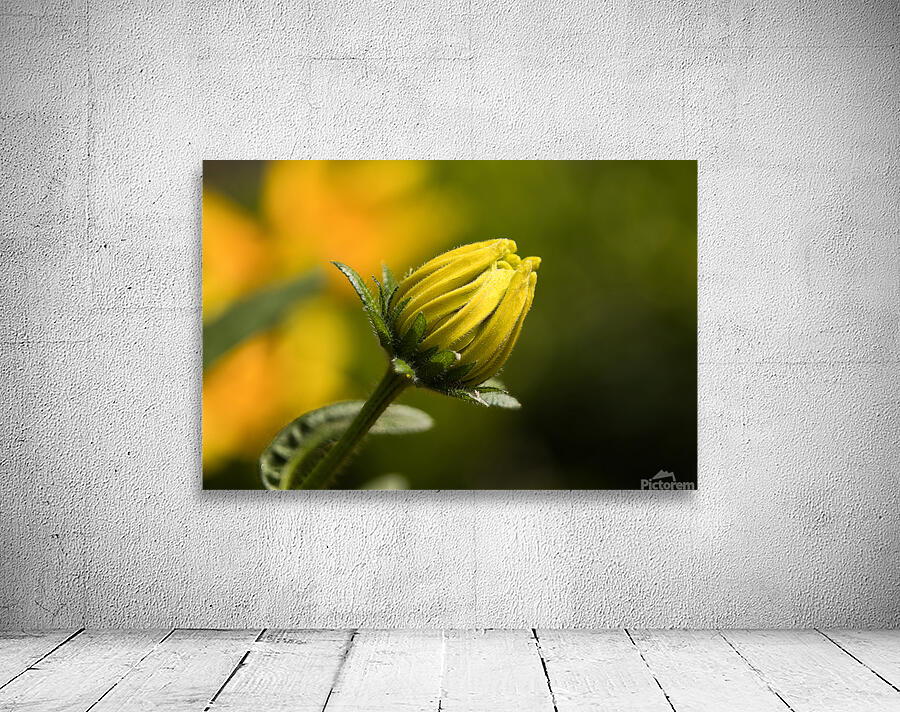 Black eye susan bud Wall Preview