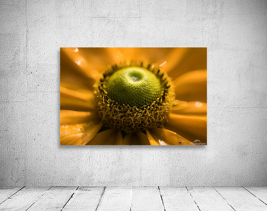 Macro daisy shot 1 Wall Preview