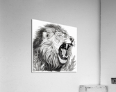 Roaring King - Sketch Series Acrylic Print