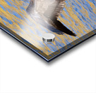 Waterfowl 30 Acrylic print