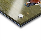 Waterfowl 48 Acrylic print