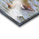 Waterfowl 51 Acrylic print