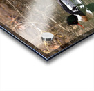 Waterfowl 64 Acrylic print