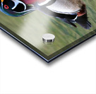 Waterfowl 83 Acrylic print