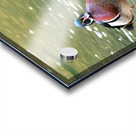 Waterfowl 102 Acrylic print