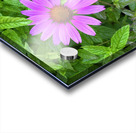 FlowersPlants 13 Acrylic print