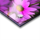 FlowersPlants 41 Acrylic print