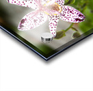 FlowersPlants 123 Acrylic print