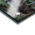 AnimalsInsects 25 Acrylic print