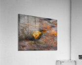 Rock in Stream  1 Acrylic Print