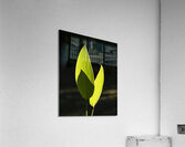 Abstract Close Up Paint 3 Acrylic Print