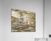 Waterfowl 2 Acrylic Print