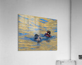 Waterfowl 6 Acrylic Print