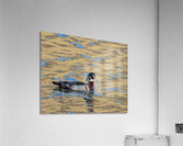 Waterfowl 10 Acrylic Print