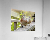Waterfowl 11 Acrylic Print