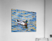 Waterfowl 22 Acrylic Print