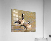 Waterfowl 26 Acrylic Print