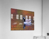 Waterfowl 27 Acrylic Print