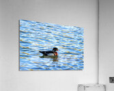 Waterfowl 31 Acrylic Print
