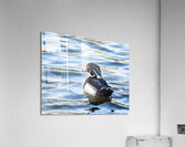 Waterfowl 36 Acrylic Print