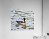 Waterfowl 44 Acrylic Print