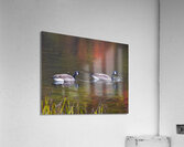 Waterfowl 45 Acrylic Print