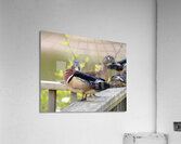 Waterfowl 46 Acrylic Print