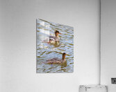 Waterfowl 51 Acrylic Print