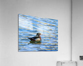 Waterfowl 55 Acrylic Print