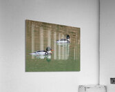 Waterfowl 60 Acrylic Print